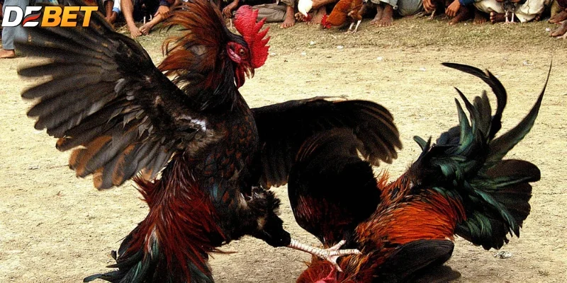 Đọc chiến kê chuẩn trước trận