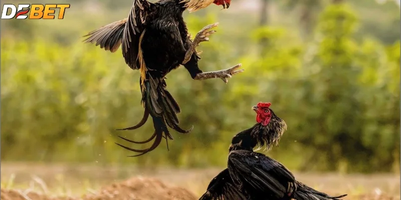 Mẹo chọn chiến kê thắng thế