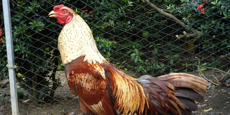 Những sai lầm khiến bạn chọn sai bí quyết chơi đá gà
