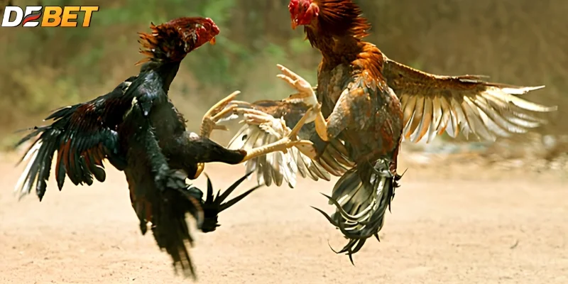Thắng nhờ quan sát, không nhờ may mắn